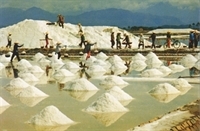 Vietnam to import 260,000 tonnes of salt